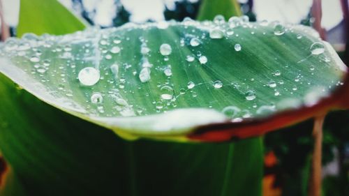 Close-up of water drops on leaf