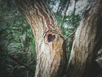 Close-up of tree trunk in forest