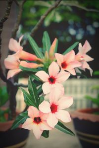 Close-up of pink flowering plant