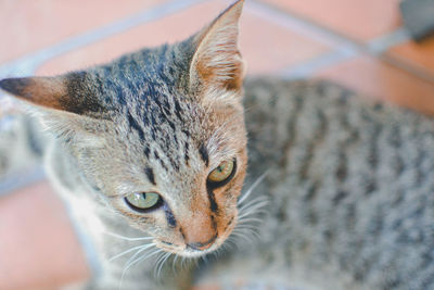 Close-up portrait of tabby cat