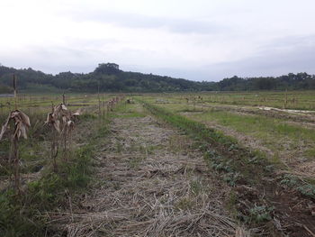 Scenic view of agricultural field against sky