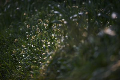 Close-up of water drops on grass