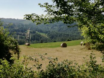 Scenic view of field against sky