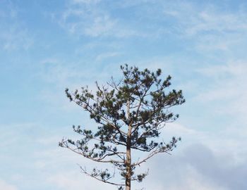 Low angle view of flowering tree against blue sky