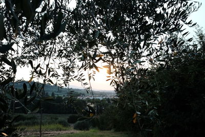 Silhouette trees on field against sky