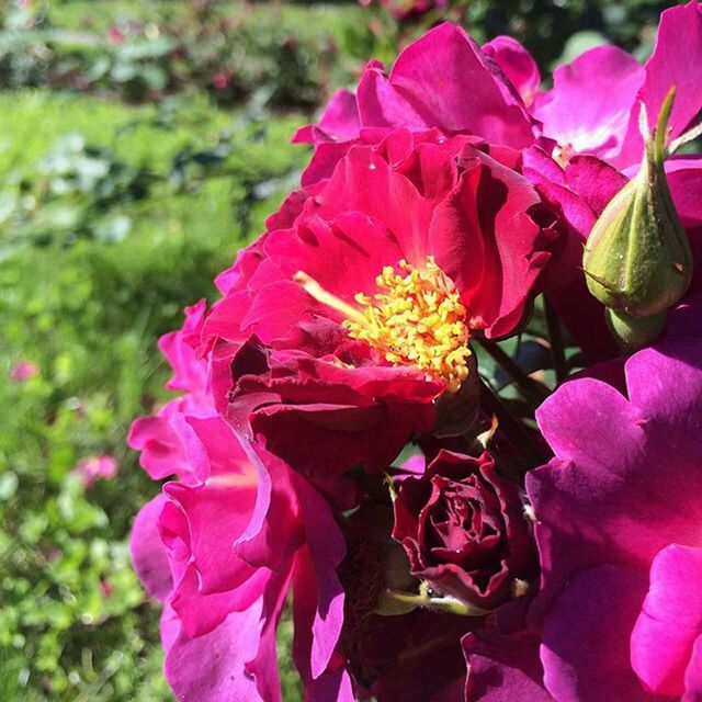 flower, freshness, petal, pink color, fragility, flower head, growth, beauty in nature, close-up, blooming, focus on foreground, nature, plant, pink, park - man made space, in bloom, pollen, outdoors, day, blossom