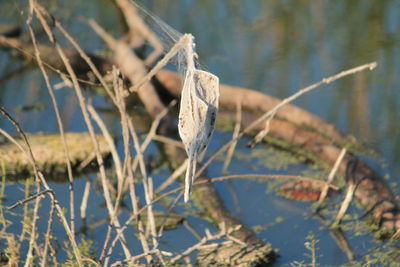 Close-up of reed grass