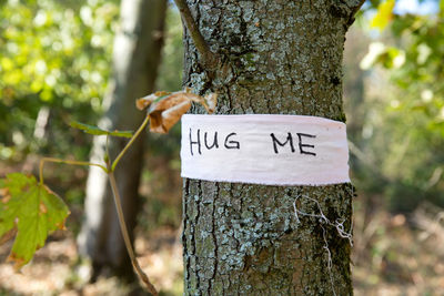 Close-up of text on tree trunk in forest