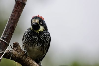 Close-up of owl perching on branch