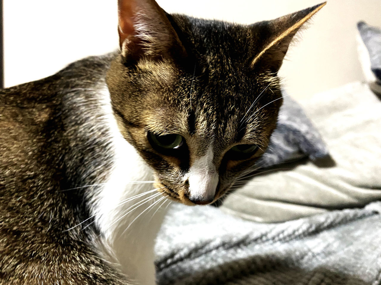 CLOSE-UP OF A CAT WITH EYES