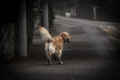 Dog on road