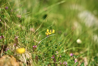 Close-up of flowering plants