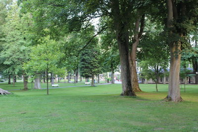 Trees in park