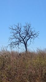 Bare tree against clear sky