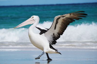Pelican with spread wings at beach