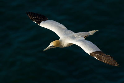 Gannets flying over sea