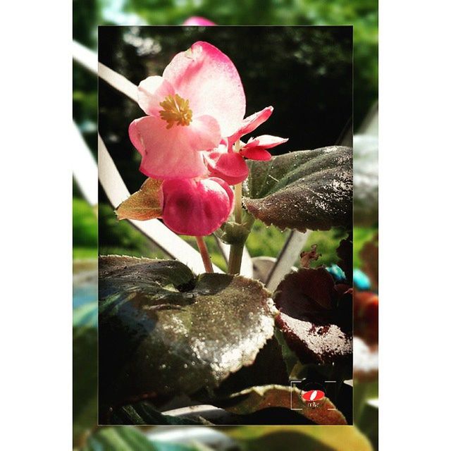 flower, transfer print, fragility, freshness, petal, pink color, growth, beauty in nature, flower head, auto post production filter, close-up, plant, nature, focus on foreground, pink, leaf, blooming, blossom, indoors, day