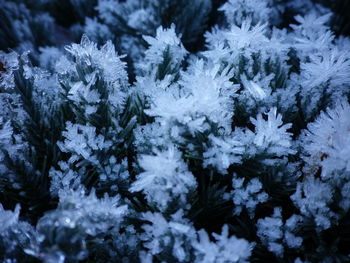 Close-up of frozen leaves on tree