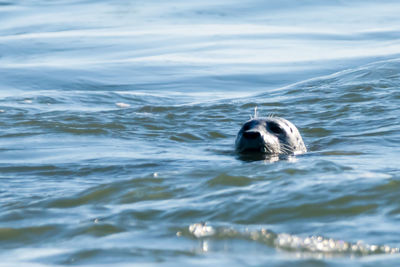 Dog swimming in sea against sky