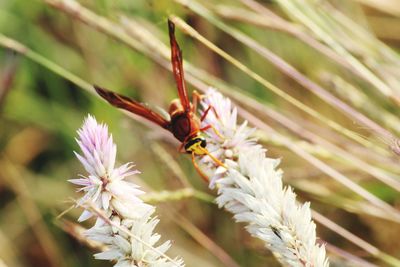 Close-up of bee on flower