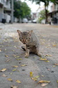 Portrait of cat on footpath