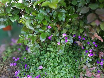 Close-up of pink flowers