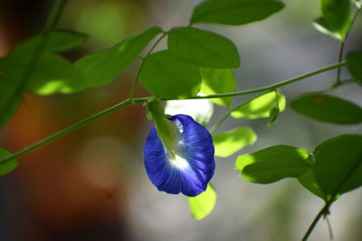 Close-up of purple flowering plant