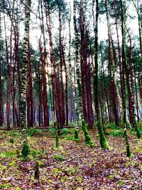 Trees growing in forest