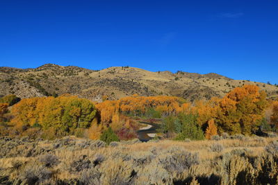 The ruby river running though trees that have turned to fall foliage colors.