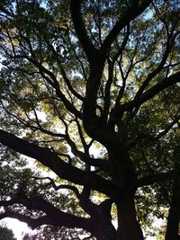 Low angle view of tree in forest