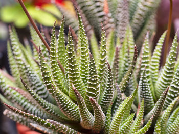 Close-up of succulent plant
