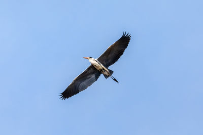 Low angle view of bird flying in sky