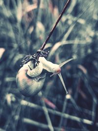 Close-up of snail on plant