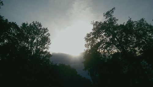 Silhouette trees against sky