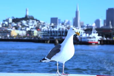 Seagull flying over river