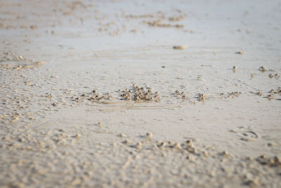 Close-up of crab on beach