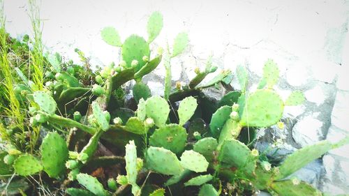 Close-up of succulent plant on field