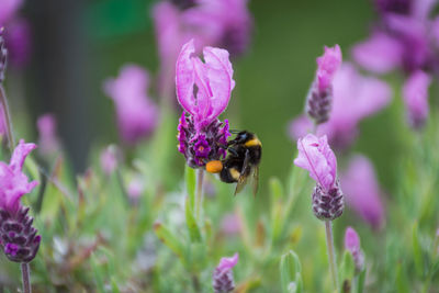 Bee pollinating on purple flower