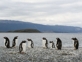 Penguins against river