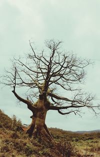 Bare tree against sky