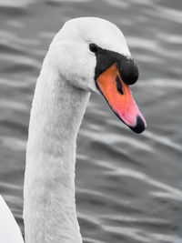 Close-up of swan swimming in lake