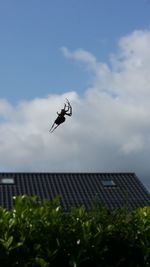 Low angle view of bird flying against sky