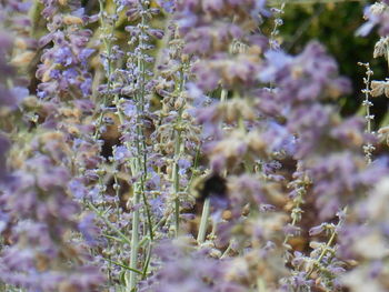 Close-up of purple flowering plants