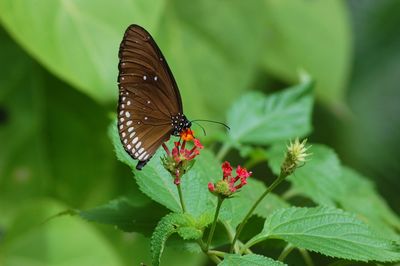 Close-up of butterfly pollinating on leaf
