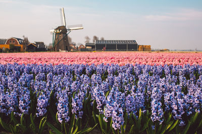 Purple flowering plants on field against sky