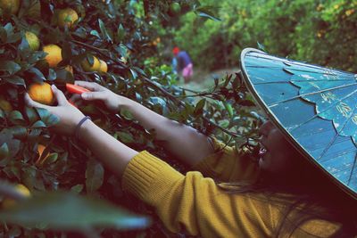 Close-up of woman picking fruits on tree