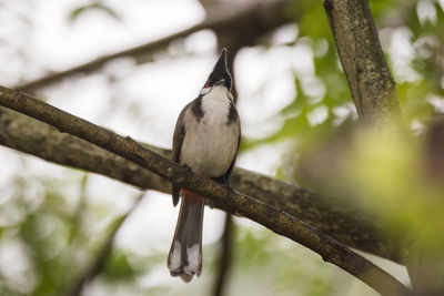 Low angle view of bird perching on branch