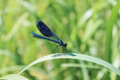 Close-up of an insect on grass