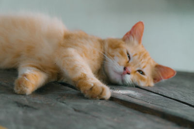 pet