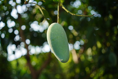 Close-up of leaf hanging on tree
